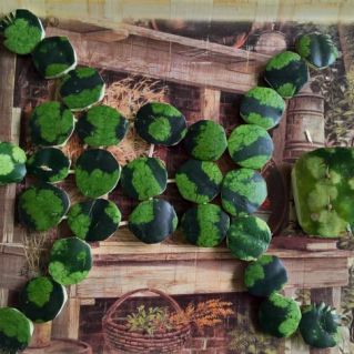 "Арбузное чудо"