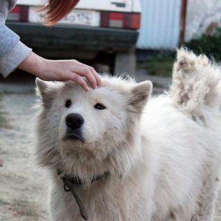 Ласка каждому нужна