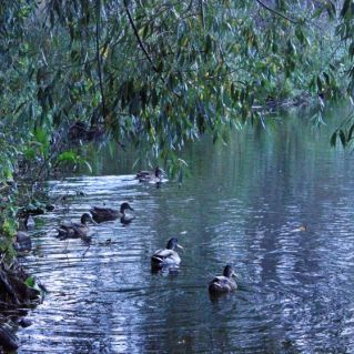 Утки на прогулке