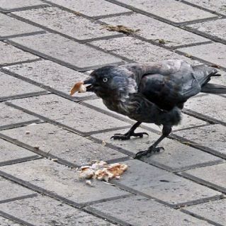 Лакомый кусочек