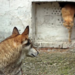 Безумие и отвага