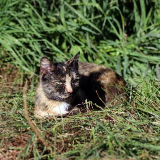 Солнечные ванны