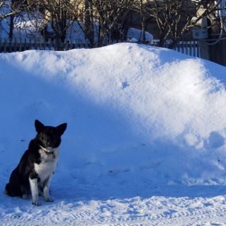 В ожидании хозяина