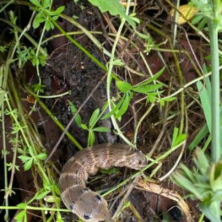 Чудо природы (гусеница бражника)