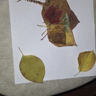 Последние листья осени