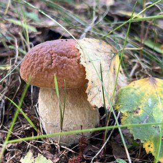 Осенние дары