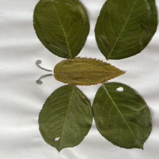 "Осенняя бабочка"