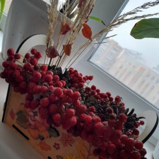 Гроздья рябины