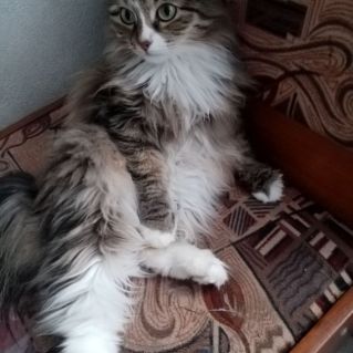 "Моя любимая кошка