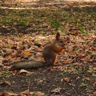 Забавная белочка