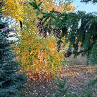 "Краски осени"