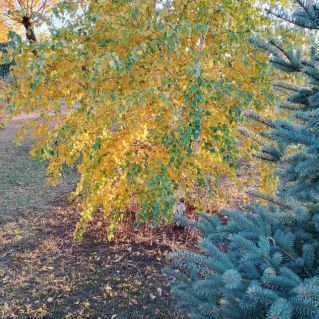 "Палитры осени"