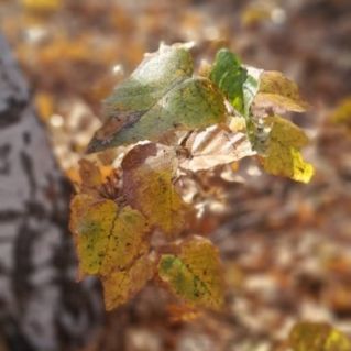 "Осень в кадре"