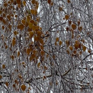 "Золотые листья в серебре"