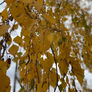 "Краски осени"