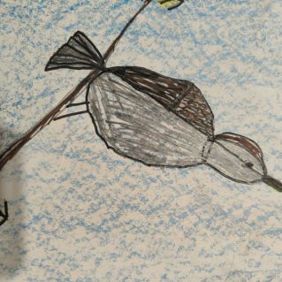 Песня птицы