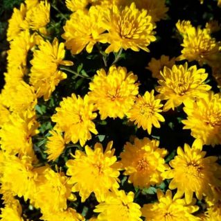 "Цветы Осени"