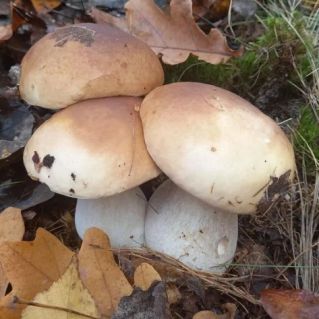 Дружная семейка.