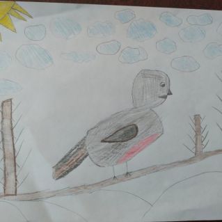 Птицы - наши друзья