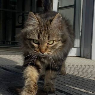 Пушистый уличный житель