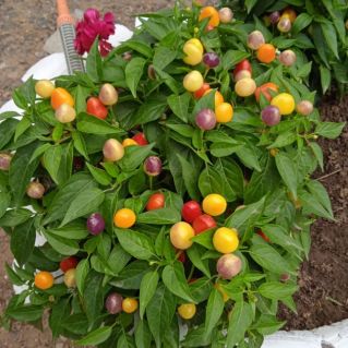 "Осенняя радуга"