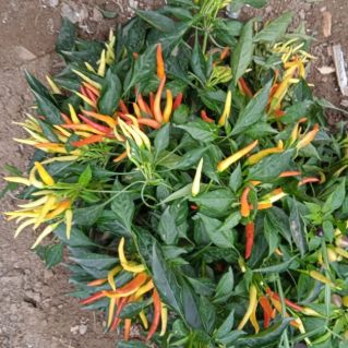 "Дамские пальчики"