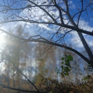 "С зеленью простился лес"