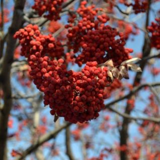 "Фейерверк рябиновых соцветий"