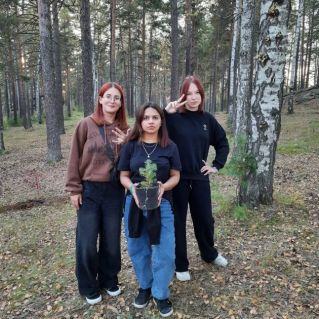 Посадка саженцев