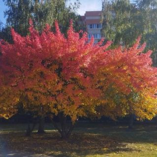"Осень-художница!