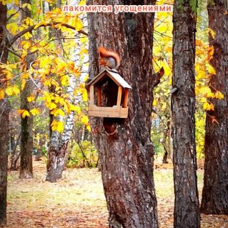 "Белочка лакомится угощениями"