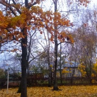 Жёлтые листья берёзы