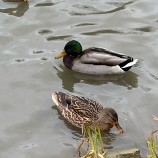 Муниципальное автономное общеобразовательное учреждение "Специальная (коррекционная) средняя общеобразовательная школа-интернат"