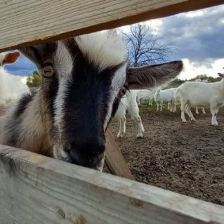 Рогатая братва