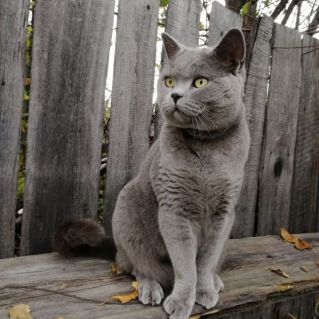 Мой любимый питомец