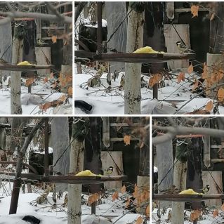 Синички на обеде