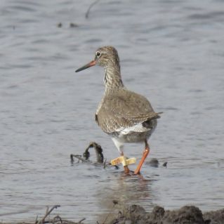 Травник с кольцом в окрестностях села Санниково Алтайского края