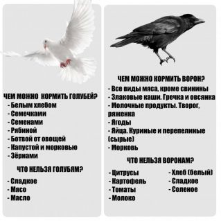 Плакат "Чем можно кормить птиц"