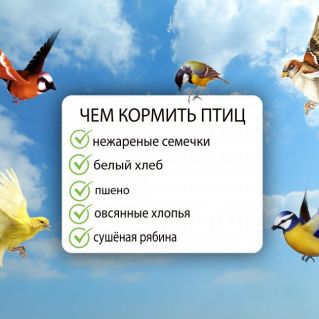 Плакат "Чем кормить птиц"