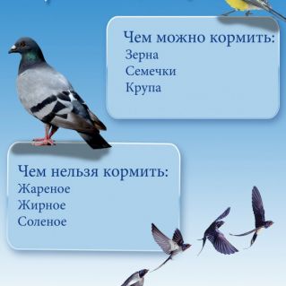 Плакат "Кормите птиц правильно"