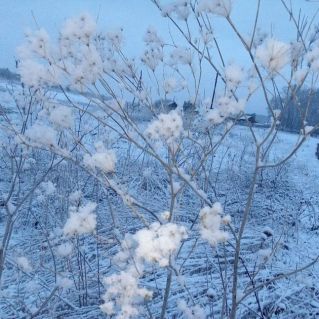 Зимние цветы