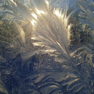 Перо жар-птицы на стекле