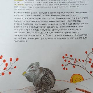 Как бурундуки готовятся к зиме