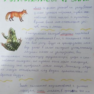 Как животные готовятся к зиме