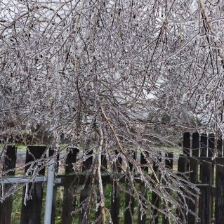 Ледяная красота