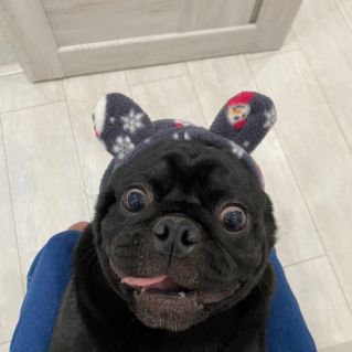 Ура! Гулять! Хочу! Хочу!