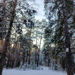 Принакрылись сосны серебром