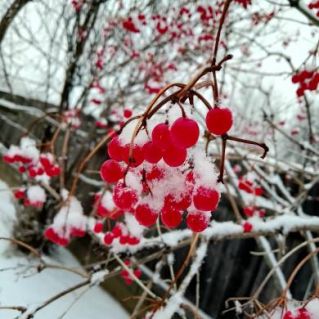 "Калина в снегу"