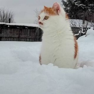 "Зимняя прогулка"