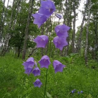 Колокольчики мои...